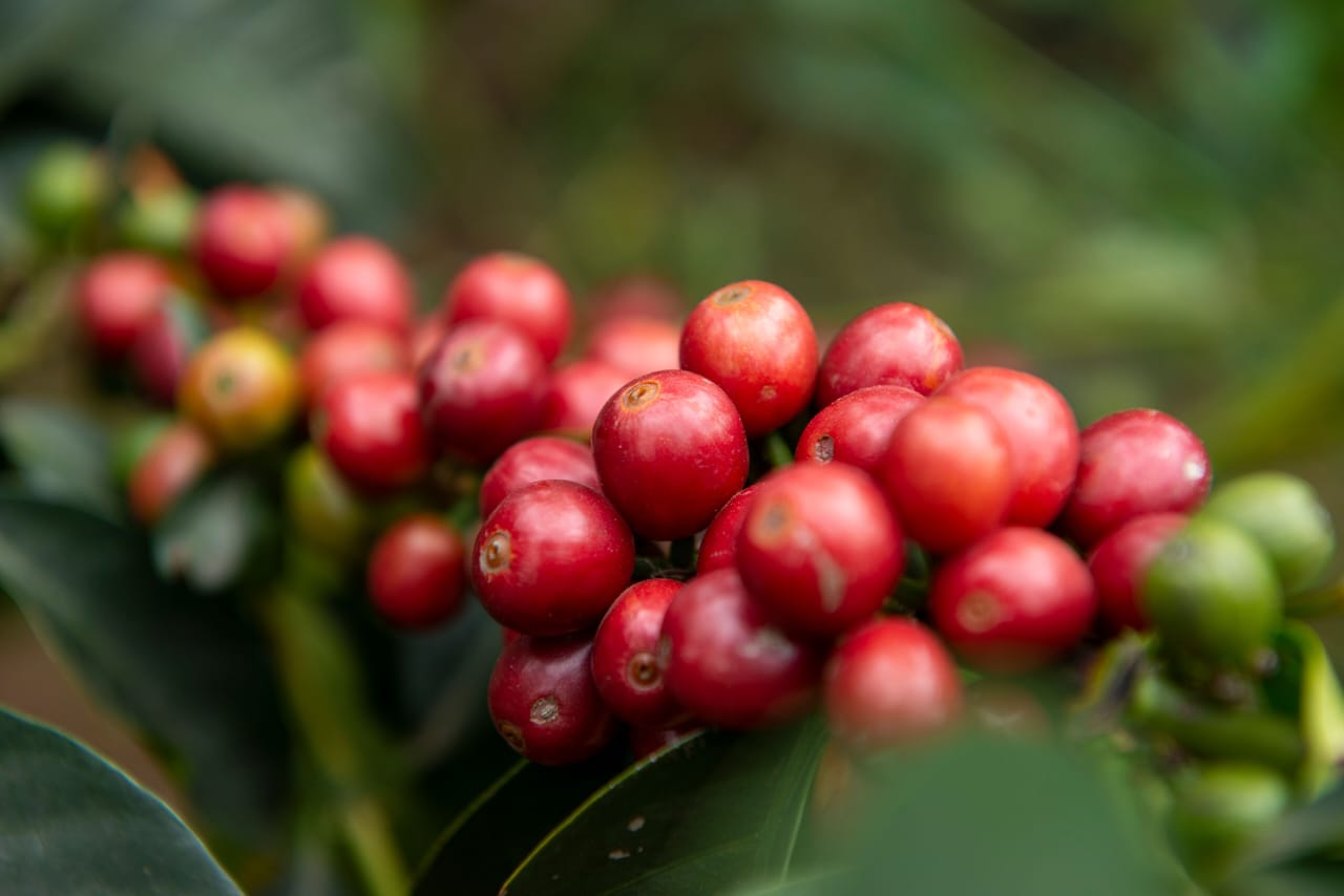 Close-up cluster of glossy ripe red coffee cherries with a few unripe green ones