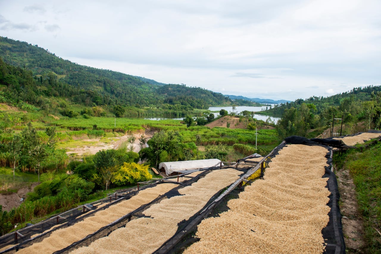 Coffee drying on raised tables with Lake Kivu and hills in the background
