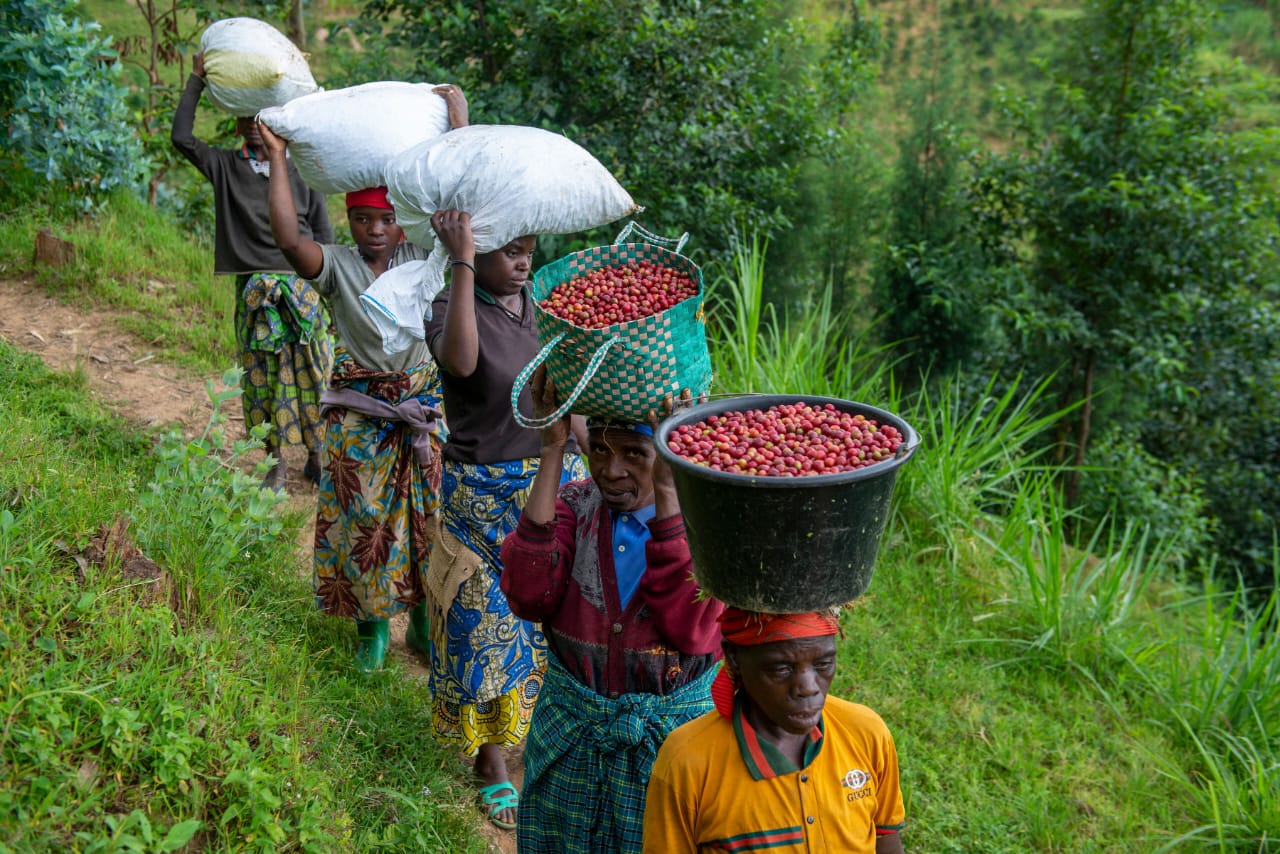 Farmers carrying sacks and baskets of coffee cherries down a hillside path