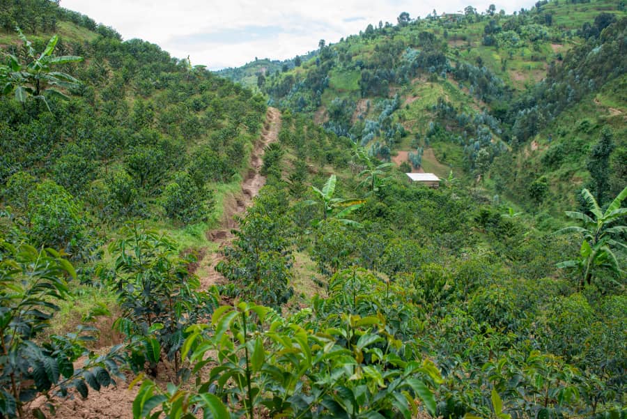 Wide view of a terraced coffee farm on a steep hillside near Rutsiro District