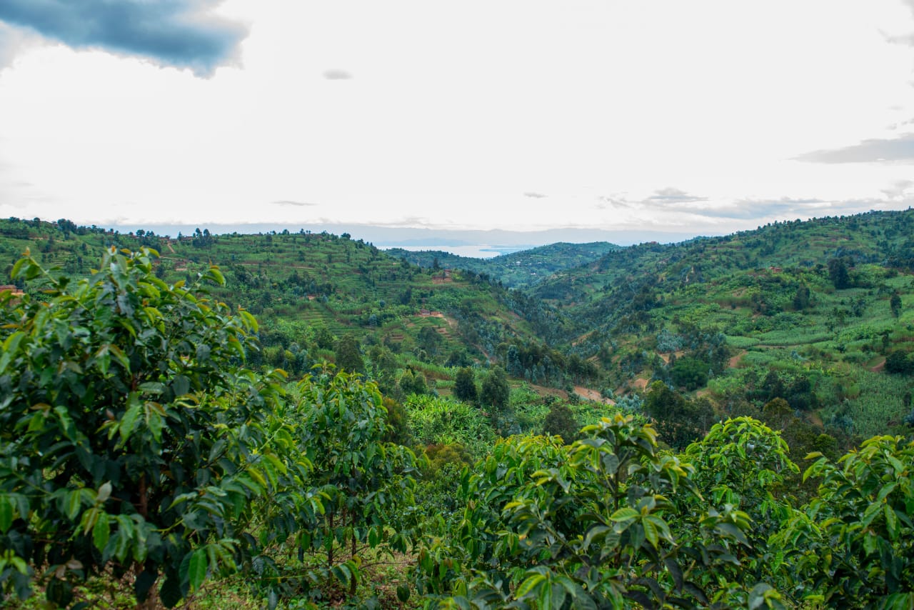 Terraced hills with Lake Kivu visible on the horizon