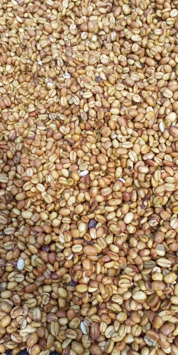 Close-up of fully dried parchment coffee beans