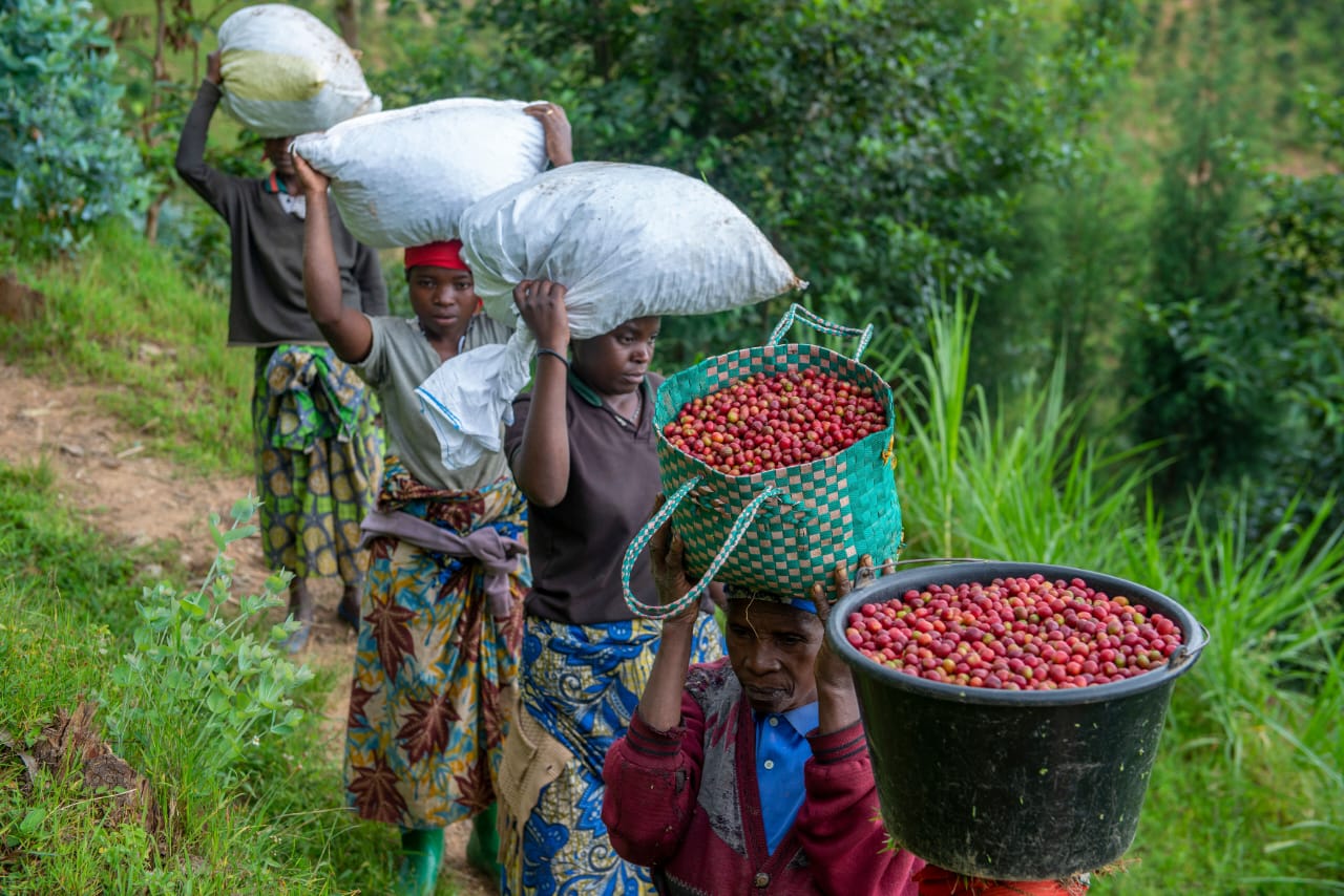Farmers carrying baskets and sacks of coffee cherries down a hillside path